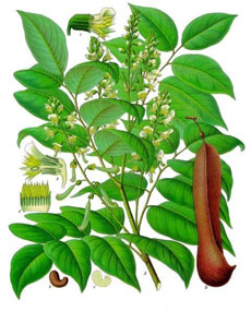 Peru Balsam
